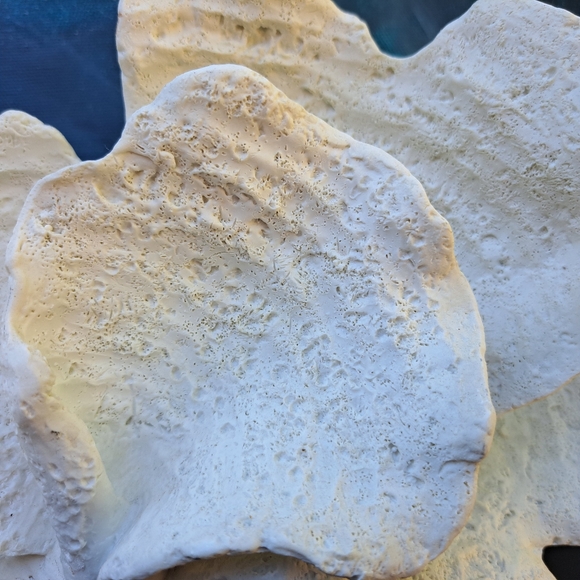 Faux white Coral Decor on Acrylic Base - Picture 5 of 10